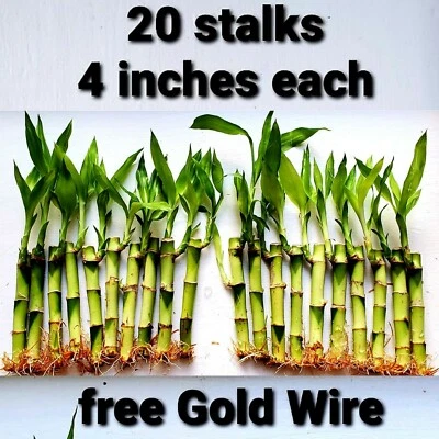Lucky Bamboo 20 Tallos 4 Pulgadas Planta Interior, Perenne, Alambre de Oro Gratis, REGALO Foto 1 de 3
