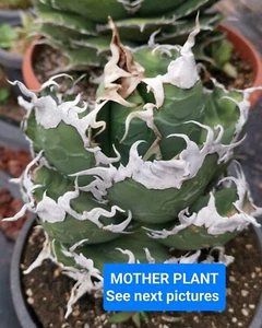Agave titanota "Diavolo Bianco", Size plant 3/5cm (RARE AGAVE - MEXICO ) - Foto 1 di 3