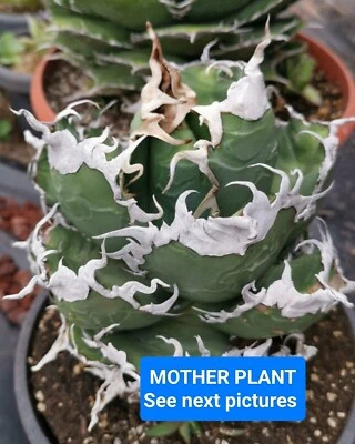 Agave titanota "Diavolo Bianco", Size plant 3/5cm  (RARE AGAVE - MEXICO ) - Image 1 of 3