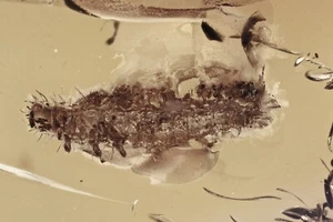 KÄFERLARVEN Coleoptera Fossil Einschluss echter OSTSEEBERNSTEIN 230614-33 +IMG - Bild 1 von 3