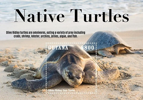 Guyana 2021 - Marine Life Turtles - Souvenir Stamp Sheet - Scott #4681 - MNH - Image 1 of 1
