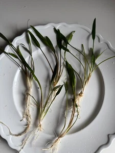 SIX - Large Lucens Crypt - SHIPS FREE - Very Easy Beginner Live Aquarium Plant - Picture 1 of 9