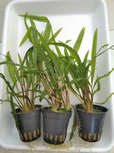 1 Topf Cryptocoryne Crispatula Balansae Genoppter Wasserkelch Aquarienpflanze  - Bild 1 von 3