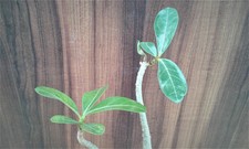 Anak Pokok kemboja /  Adenium Sapling