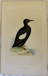 BLACK GUILLEMOT URIA NERA CEPPHUS UCCELLI ORNITOLOGIA BIRDS 1870 CIRC MORRIS - Foto 1 di 1