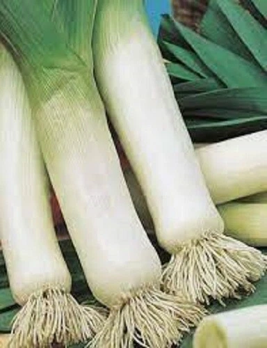 LYON PRIZETAKER LEEK SEEDS Vegetable Garden Leek Lyon Prizetaker Seeds - image 1 of 1