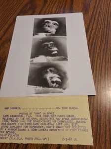 Foto de prensa vintage 1961 Ham The Space Monkey durante el vuelo 7x9" - Imagen 1 de 5