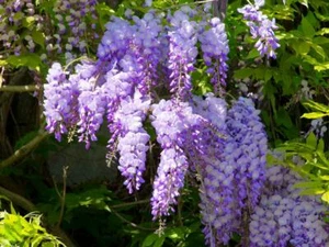 Wisteria Absolute, Wisteria sinensis, Pure Flower Extract, Perfume, Perfumery - Picture 1 of 12
