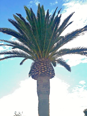 Phoenix Canariensis Palmera (Palma Piña) Semillas Pack de 36 Foto 1 de 4