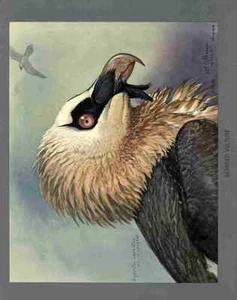A4 Photo Fuertes Louis Agassiz Bearded Vulture Print Poster - Picture 1 of 1