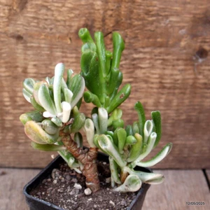 D4012 CRASSULA GOLLUM VARIEGATED pot7-H13-W12 cm MaMa Cactus - Picture 1 of 4