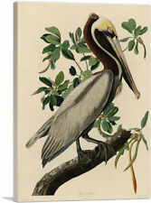 ARTCANVAS Brown Pelican Canvas Art Print by John James Audubon