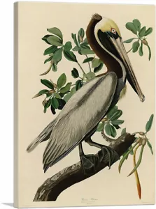 ARTCANVAS Braun Pelikan Leinwand Kunstdruck von John James Audubon - Bild 1 von 14