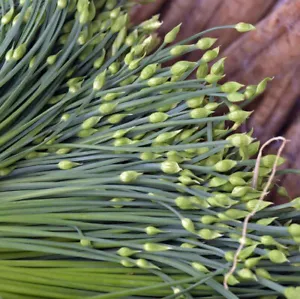 Chinese Garlic Chives Seeds | Jiuchai Leek Allium White Flower Asian Seed 2025 - Picture 1 of 12
