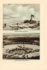 Windmill Clayton Dew Pond On The Downs Sussex Vintage Picture Print 1956 KES#03