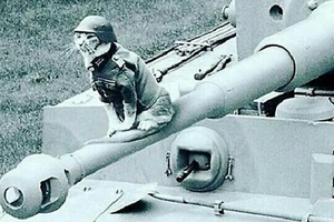 Katze in deutscher Militäruniform 2.WK Foto Hochglanz 4*6 in D007 - Bild 1 von 2