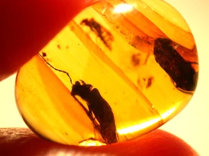 3 Cretaceous Beetles in Burmese Amber Fossil Dinosaur Age - Picture 1 of 12