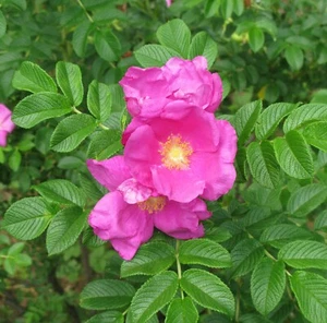 SAMEN winterharte frostharte Blume Apfelrose Zierstrauch blühend duftet schön - Bild 1 von 1