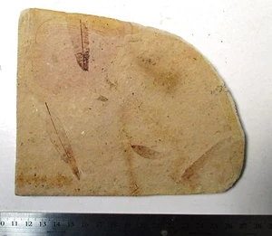 Fossile Blattplatte - Cinnamomum - Oligozän von Bois D'asson, Frankreich - Bild 1 von 5
