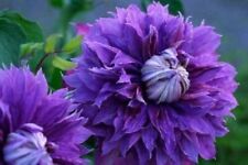 25 Double Purple Clematis Seeds Flowers Seed Perennial Flower Us Seller
