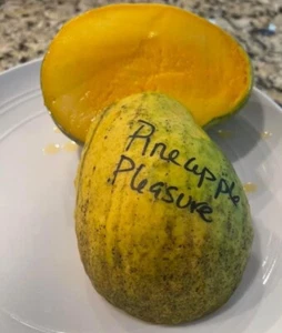 PINEAPPLE PLEASURE Grafted Rare MANGO Tree 3Gal Pot Ship UPS Overnight - Picture 1 of 14
