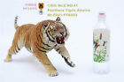 Mr.Z 1/6 Siberian Tiger Figure Animal Panthera Tigris Altaica Model Resin Toy
