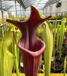 Sarracenia flava f red tube x alata f red throat LGE Carnivorous Pitcher (S10B) - Picture 1 of 11