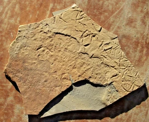 4 Distinct  Fossil Bird Tracks • Lots of Partial Tracks - Picture 1 of 10