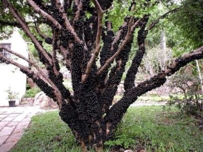Brazilian Grape Tree~~Jaboticaba Plinia Cauliflora Sabara Fruit~~STARTER Plant - Image 1 of 4