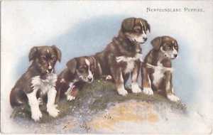 animals dog pet animal old postcard greetings - Foto 1 di 1