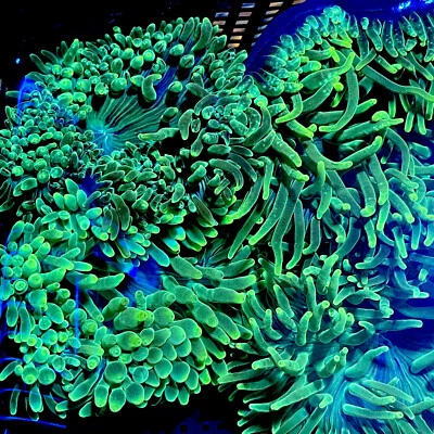 Asst’d Bubble tip Anemone 3-4” BTA live coral