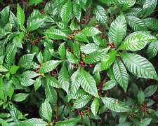 RARE LIVE PLANT 1-2ft Wild Psychotria nervosa Little Psycho Dwarf Coffee