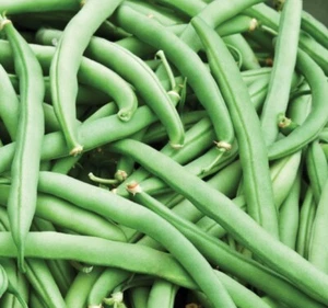 Tendergreen Improved Green Bush Bean Seeds | Heirloom | Organic - Picture 1 of 1