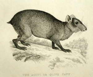 L'AGOUTI RONGEUR Gravure estampe illustration originale de Cuvier 1829 - Imagen 1 de 2