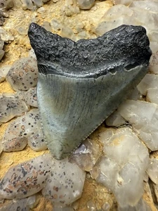 "Diente de tiburón PATHO 1,7"" MEGALODON FÓSIL NATURAL RARO CAROLINA DEL SUR" - Imagen 1 de 8