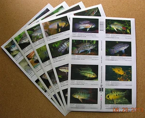 Package of ALL Supplements for AQUALOG S.A. Cichlids 2 (Peel Back Stickers) - Picture 1 of 1