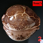 Cypraea mappa f. panerythra #2  77.7mm ULTRA! GORGEOUS BEAUTY from Philippines