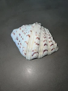 Large Clam Shell Seashell Hippopus Speckled & Ruffled Single Roughly 7 x 5 Inch - Picture 1 of 6
