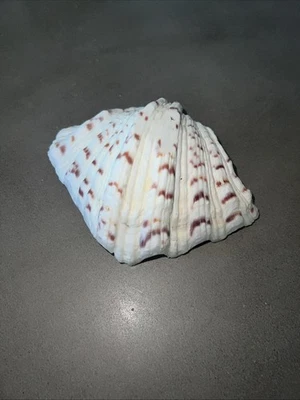 Large Clam Shell Seashell Hippopus Speckled & Ruffled Single Roughly 7 x 5 Inch - Image 1 of 4
