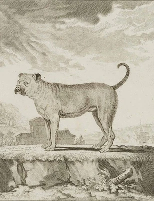 F. ROLFFSEN (1719-1802), Bullenbeißer. Portrait eines Hundes, Kupferstich - Bild 1 von 4