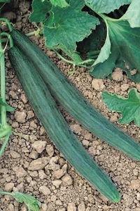 Tortarello Scuro cucumber melon Cucumis melo 10+ seeds cantaloupe variety Cu 059 - Picture 1 of 1
