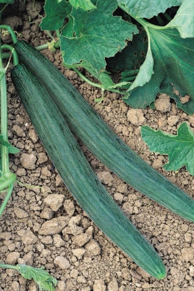 Tortarello Scuro cucumber melon Cucumis melo 10+ seeds cantaloupe variety Cu 059 - Image 1 of 1