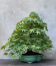 Bonsai di Acero Palmato, da seme