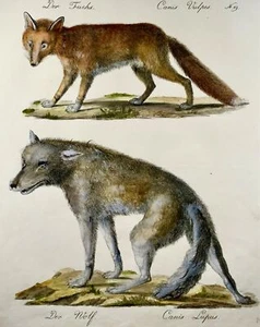1816 Fox Wolf, Brodtmann, Imp. folio 42.5 cm, incunabula of lithography - Picture 1 of 4