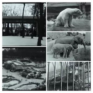 1940 er Jahre Pariser Zoo von Vincennes 8 mm Privat Film in s/w Dauer 8:56 min - Bild 1 von 7