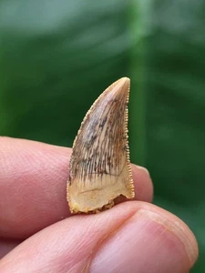 Diente deltadromeus 1,9 cm - Diente de dinosaurio fósil - Imagen 1 de 3