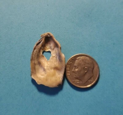 All Natural Heart-Shaped Hole Small Beach Oyster Shell ~Love~ Wedding ~Jewelry ❤ - Image 1 of 4