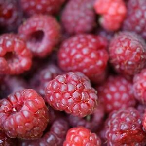 3 x Raspberry Autumn Bliss Bare Root Canes - Grow Your Own Fresh Raspberries