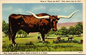 West Texas Longhorn Steer Linen Postcard - Picture 1 of 2