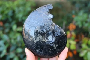 Caracola fósil de amonita negra natural de 0,26 kg muestra de reiki cristal decoración de curación 117 - Imagen 1 de 8